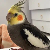 گمشده عروس هلندی