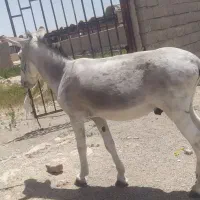 الاغ نر