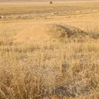 کاه