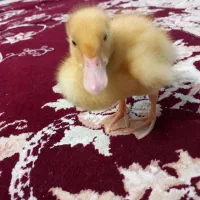 جوجه اردک