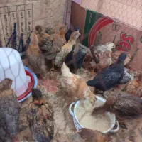 جوجه مرغ