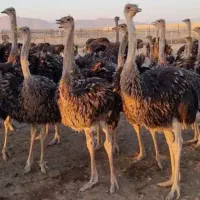 معاوضه برنج چمپه حبوبات عسل قارچ خرمامویز
