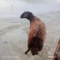 قوچ چهار دندون گله گرد درجه یک|حیوانات مزرعه|سرولایت, |دیوار