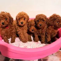 تاینی پودل توی پودل عروسکی /// Poodle toy|سگ|اصفهان, خانه اصفهان|دیوار