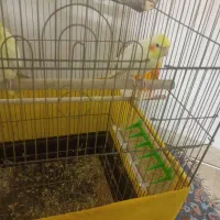 عروس هلندی جفت دستی لوتینو زعفرونی