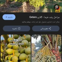 سم پاشی نخل