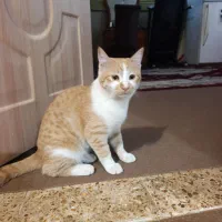 واگذاری گربه و بچه گربه