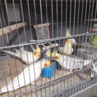 عروس هلندی بالغ