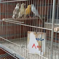 قناری نر وماده|پرنده|خمینی‌شهر, |دیوار