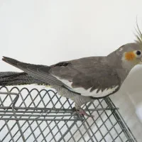 عروس هلندی