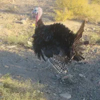 بوقلمون نر|حیوانات مزرعه|سیرجان, |دیوار