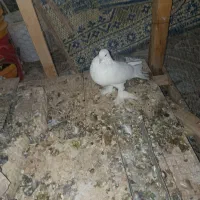 کبوتر سفید حل پاپر
