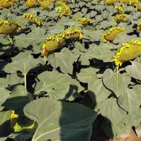 واگذاری شراکتی زمین کشاورزی حدود ۲۵ هکتار
