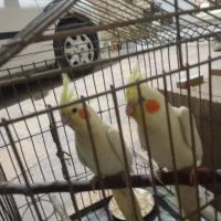 جفت طوطی عروس