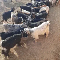 بزغاله نر حیوانات پرواربندی|حیوانات مزرعه|ساوه, |دیوار