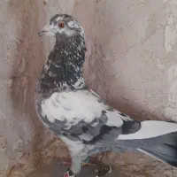 کبوتر|پرنده|فردوس (خراسان), |دیوار