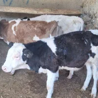 گوساله نر