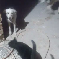 سگ پا کوتاه|سگ|خرمآباد, |دیوار