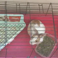 خرگوش نر فضول