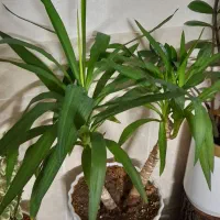 زاموفیلیا  یوکا    دلتا|گل و گیاه طبیعی|برخوار, |دیوار