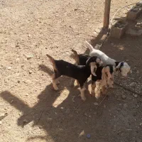 کهره شیری|حیوانات مزرعه|طسوج, |دیوار