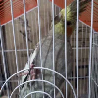 عروس هلندی نر و ماده