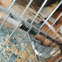 عروس هلندی مولد فقط 1400|پرنده|اسلام‌شهر, شهرک امام حسین (میان آباد)|دیوار