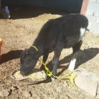 گوساله نر داشتی|حیوانات مزرعه|خانمیرزا, |دیوار