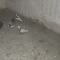فروش فوری