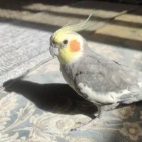 عروس هلندی گم شده|حیوانات|قم, پردیسان|دیوار