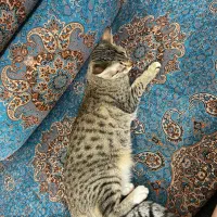 واگذاری گربه|گربه|بابل, |دیوار