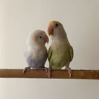 طوطی برزیلی مولد و جوجه برزیلی