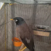 میناسخنگو|پرنده|مشهد, امیریه|دیوار