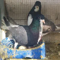 سه جفت نرماده شهری بی عیب