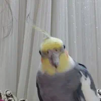 معاوضه با حیوانات مزرعه|پرنده|رشت, حومه رشت|دیوار