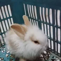 خرگوش لپ مینی|موش و خرگوش|مشهد, آیت الله خامنه‌ای|دیوار