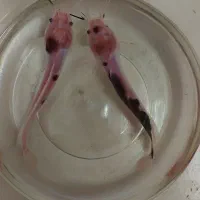 کت افریقایی و چوبی