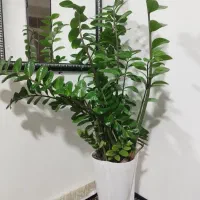 گل زاموفیلا سبز|گل و گیاه طبیعی|سردشت, |دیوار