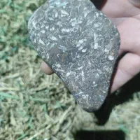 سنگ فسیلی