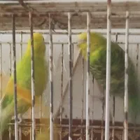 یک جفت مرغ عشق|پرنده|شیراز, شهرک برق|دیوار