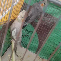 جوجه عروس هلندی