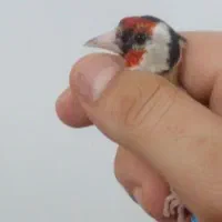 سره نر و ماده جوجه قفس