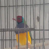 فنج گلدین نر|پرنده|کرج, حصارک بالا|دیوار