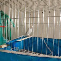 نروماده قیمت مناسب|پرنده|اصفهان, عاشق‌آباد|دیوار