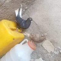 کبوتر