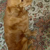 گلدن رتریور|سگ|شهریار, شهریار|دیوار