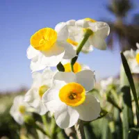 فروش 2000 متر زمین در مزرعه گل نرگس|فروش زمین و ملک کلنگی|خفر, |دیوار