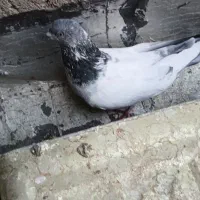 کفتر