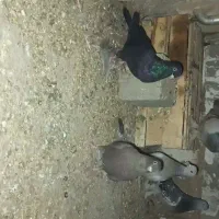 کبوتر مشکی ابادانی|پرنده|لیلان, |دیوار