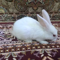 فروش خرگوش خونگی|موش و خرگوش|چابهار, |دیوار
